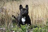 BOULEDOGUE FRANCAIS 015